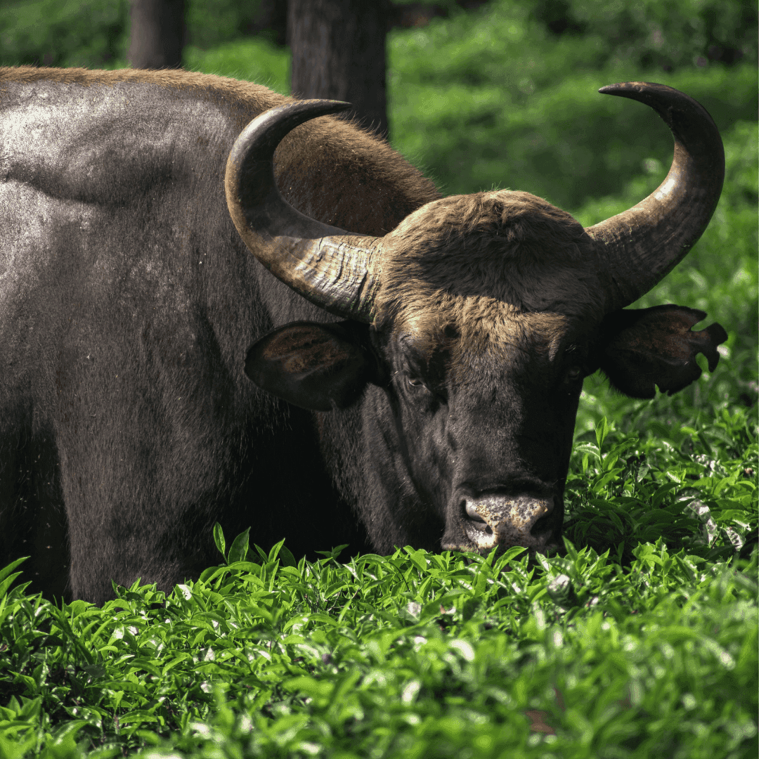 Giant Indian Gaur at Chilapata