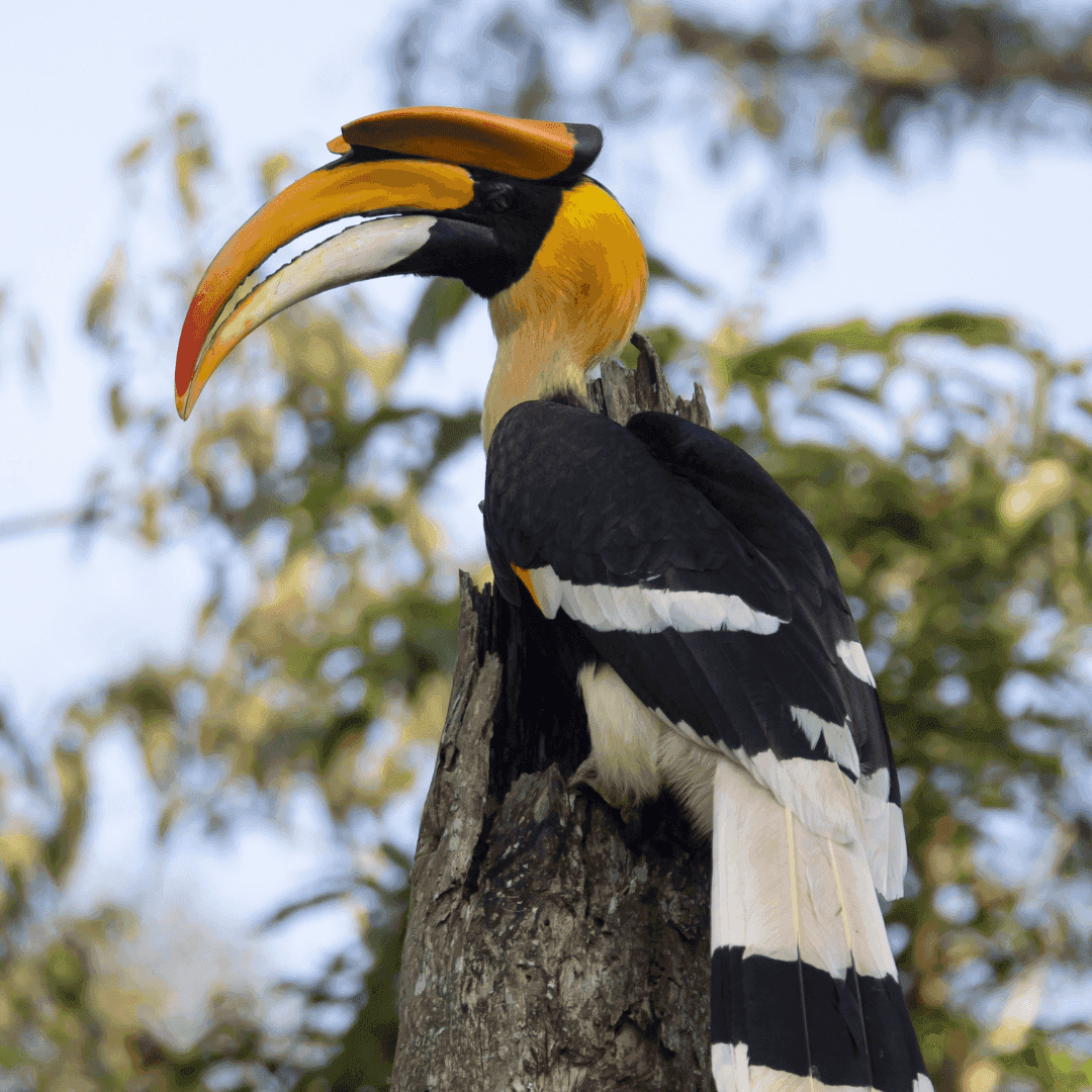 Hornbill at Santalabari