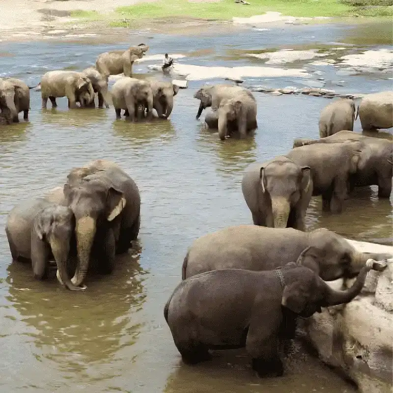 Pinnawala Elephant Orphanage