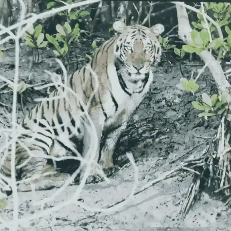 Royal Bengal Tiger