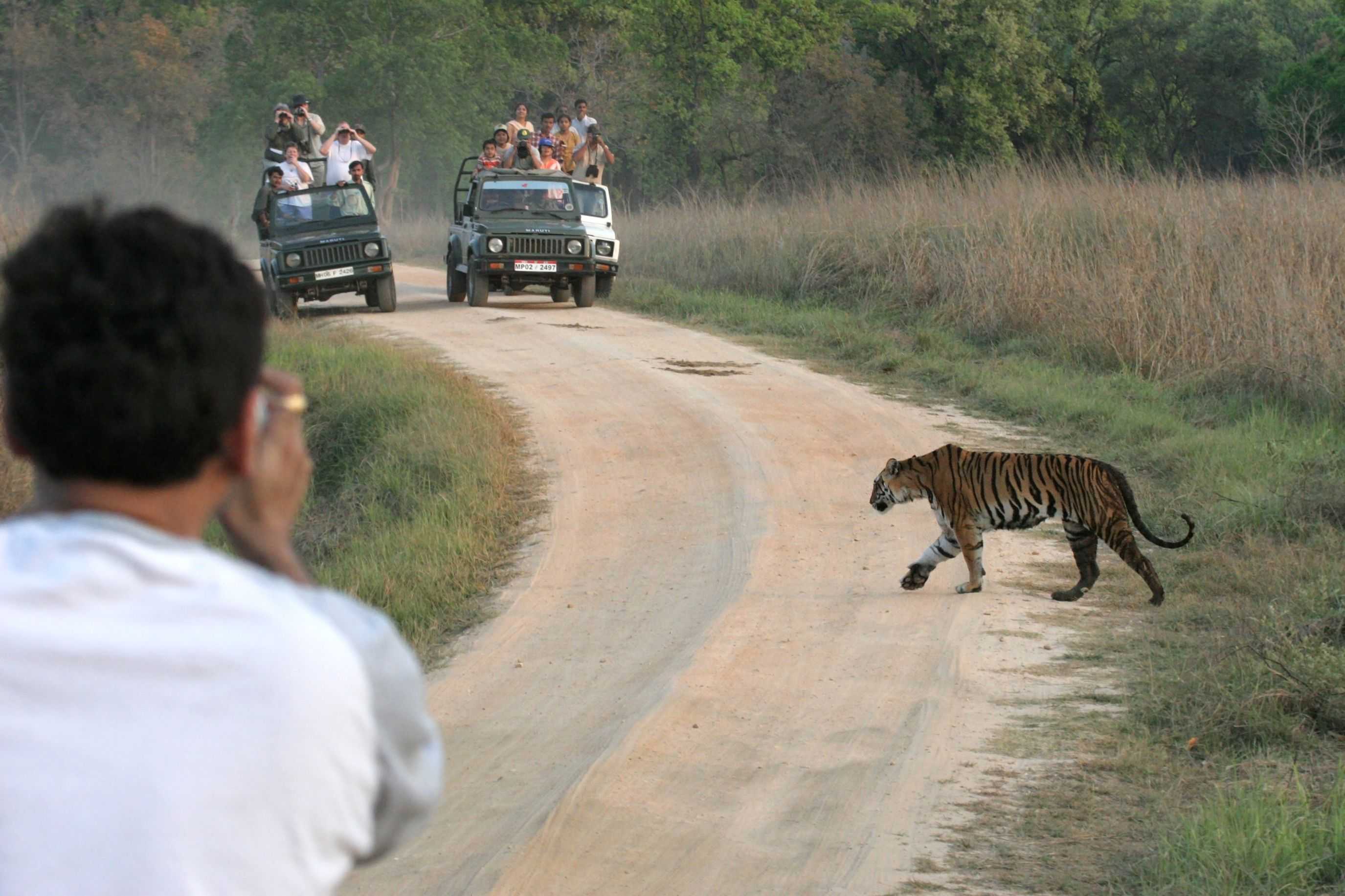 Safari at Kanha National Park
