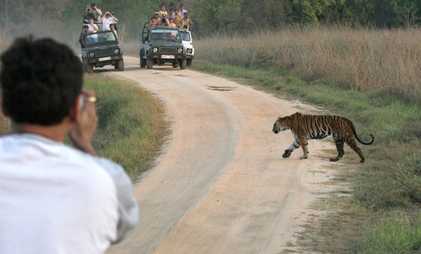 Card image for Best Things To Do In Madhya Pradesh