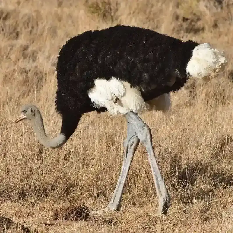 Somali Ostrich
