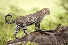 Image for Dandeli Wildlife Sanctuary