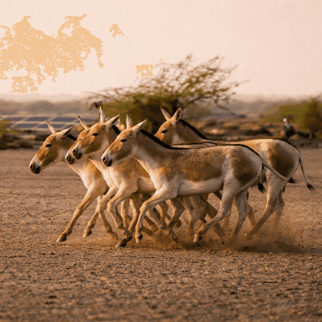 Little Rann of Kutch