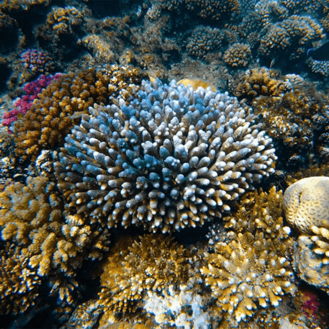 Coral Reef