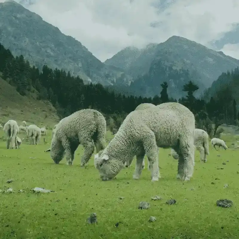 Scenic Aru Valley