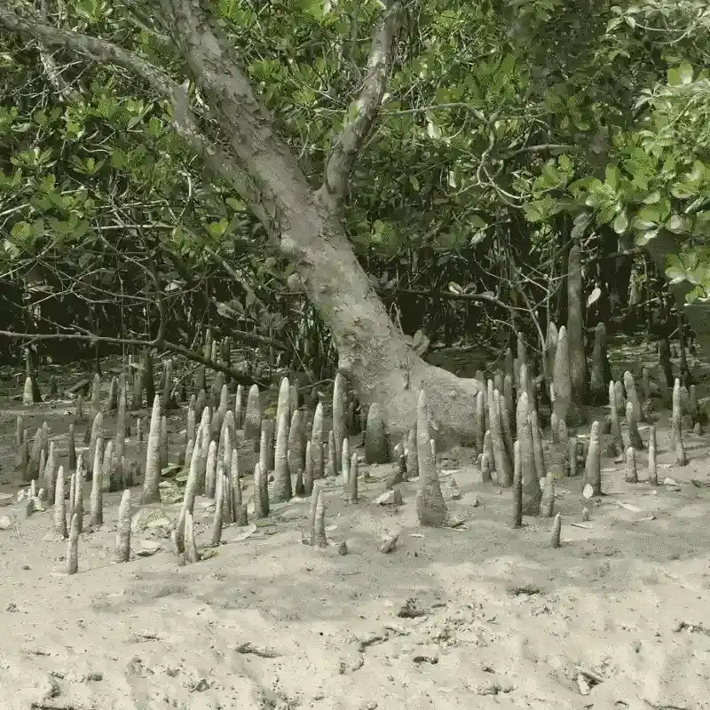 Mangrove Forest