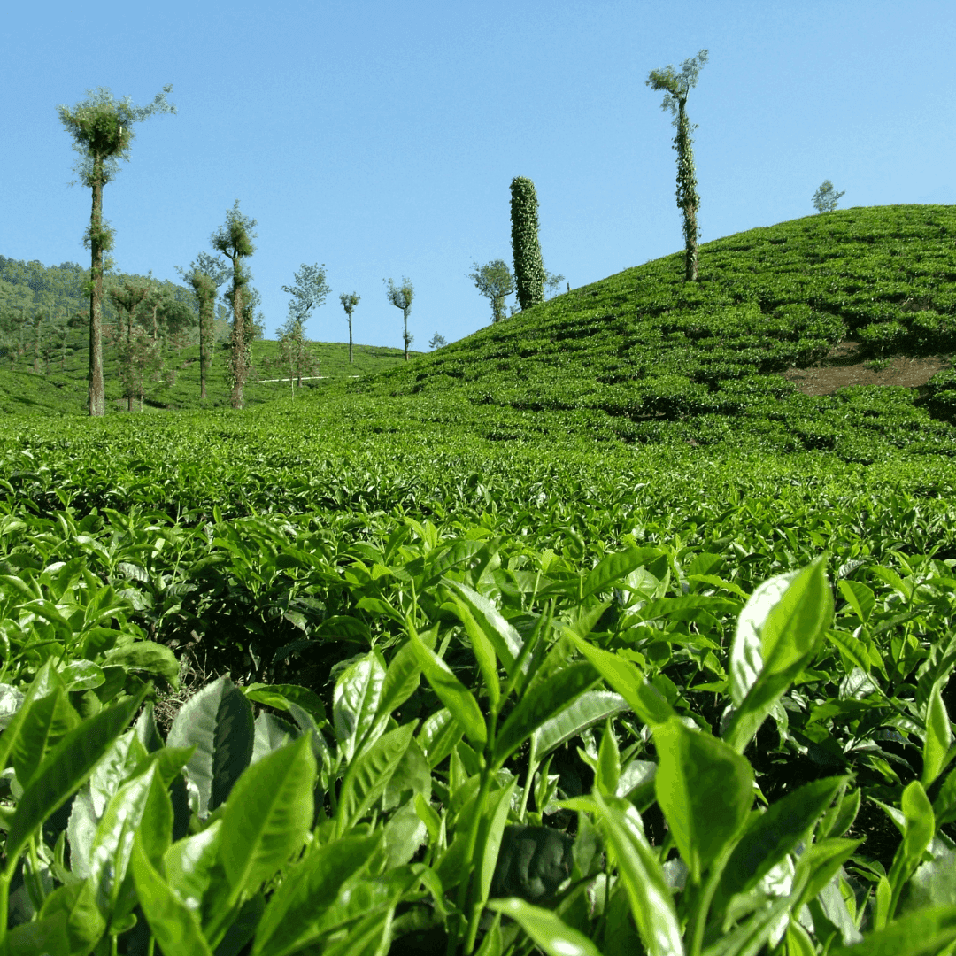 Coorg Coffee Estates