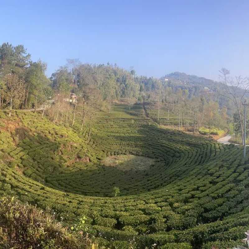 The Picture Perfect Tea Estate