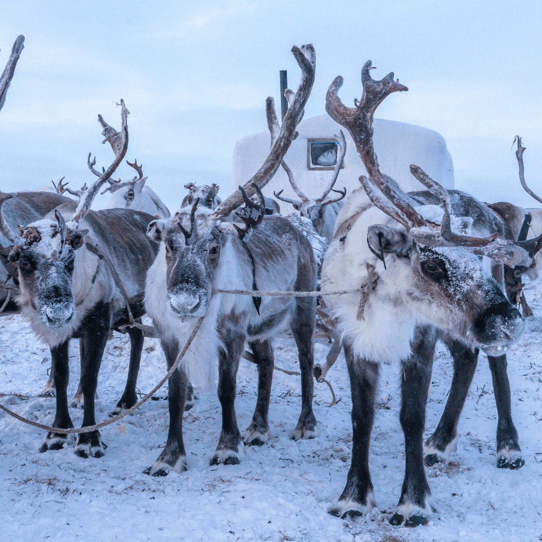 Reindeer