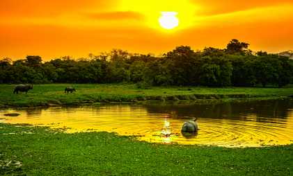 Card image for Journey to Wild Kaziranga