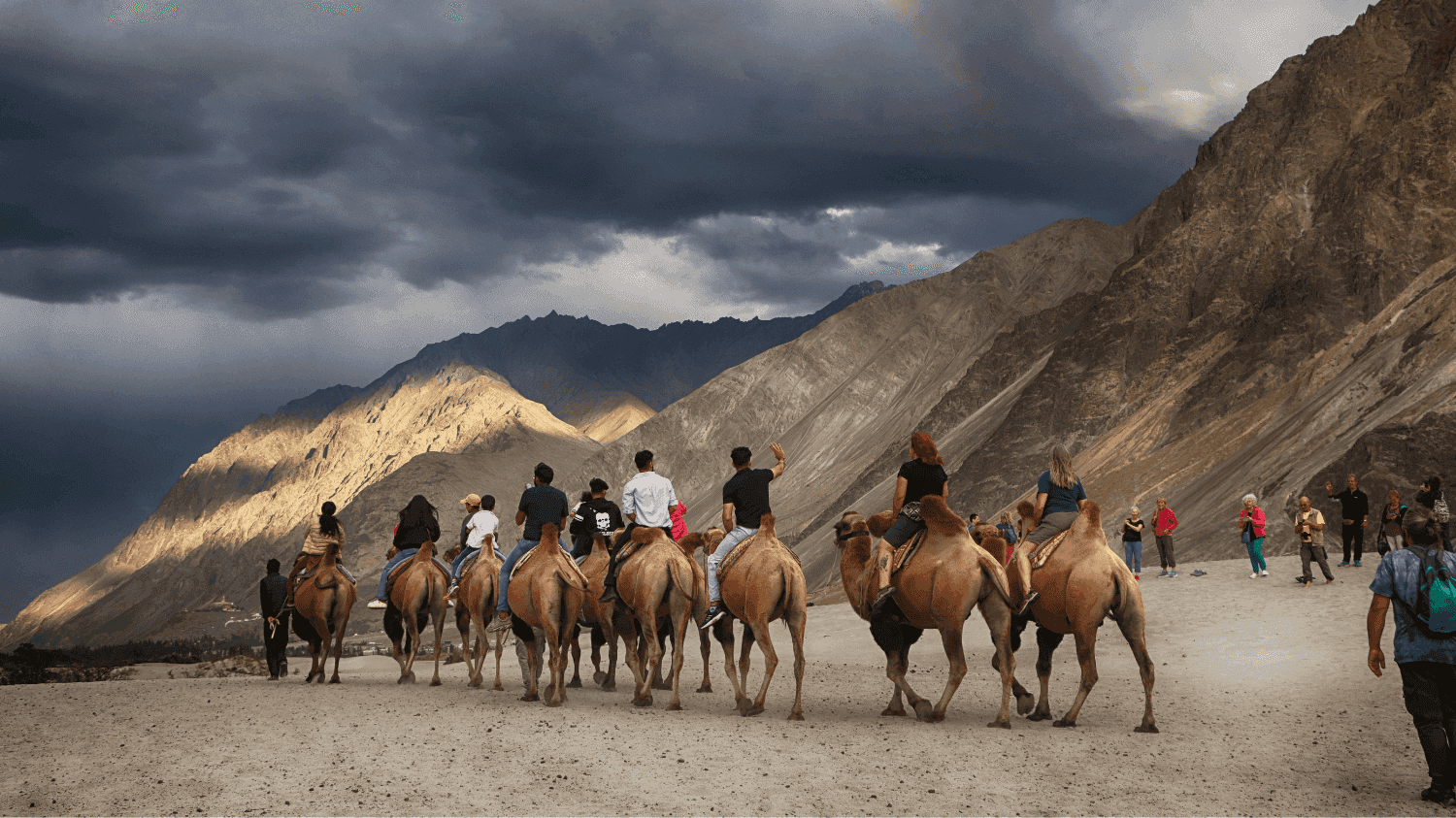 Bactrian camel riding in Ladakh