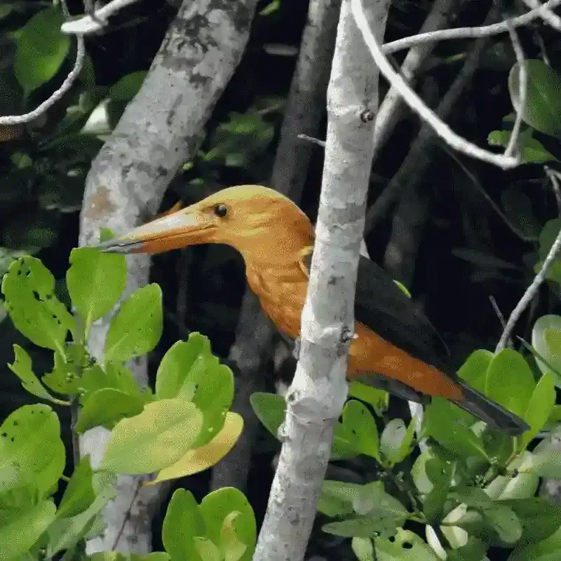 Brown Winged Kingfisher