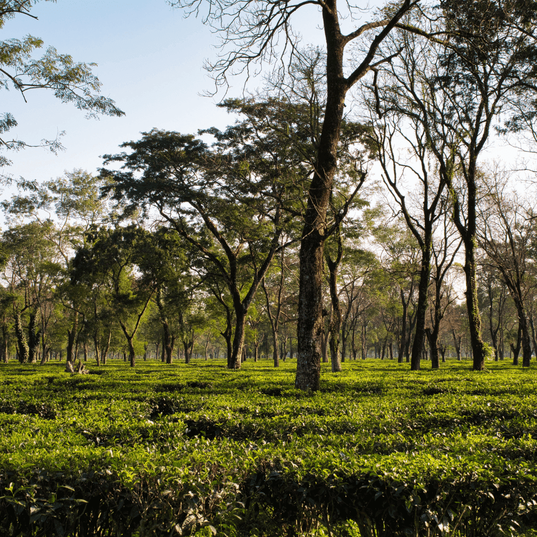 Dooars Tea Garden