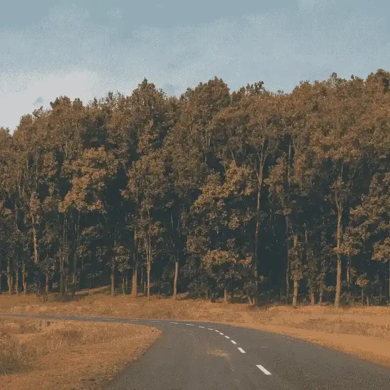 Bandhavgarh Tiger Reserve