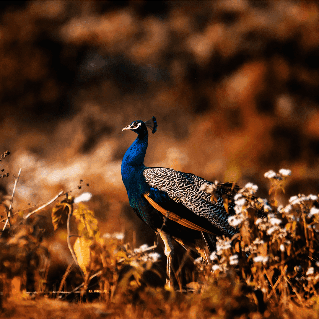 Peacock at Jalpara National Park