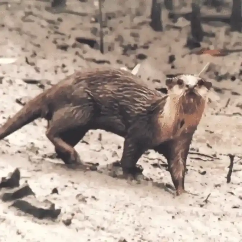 Small Clawed Otter