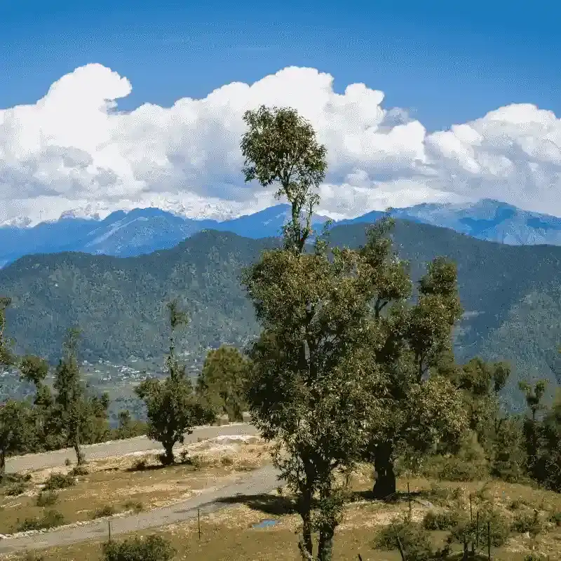 Mesmerizing Chaukori