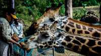 Giraffe Feeding