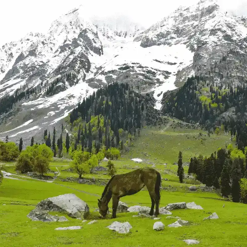 Picturesque Sonmarg Valley