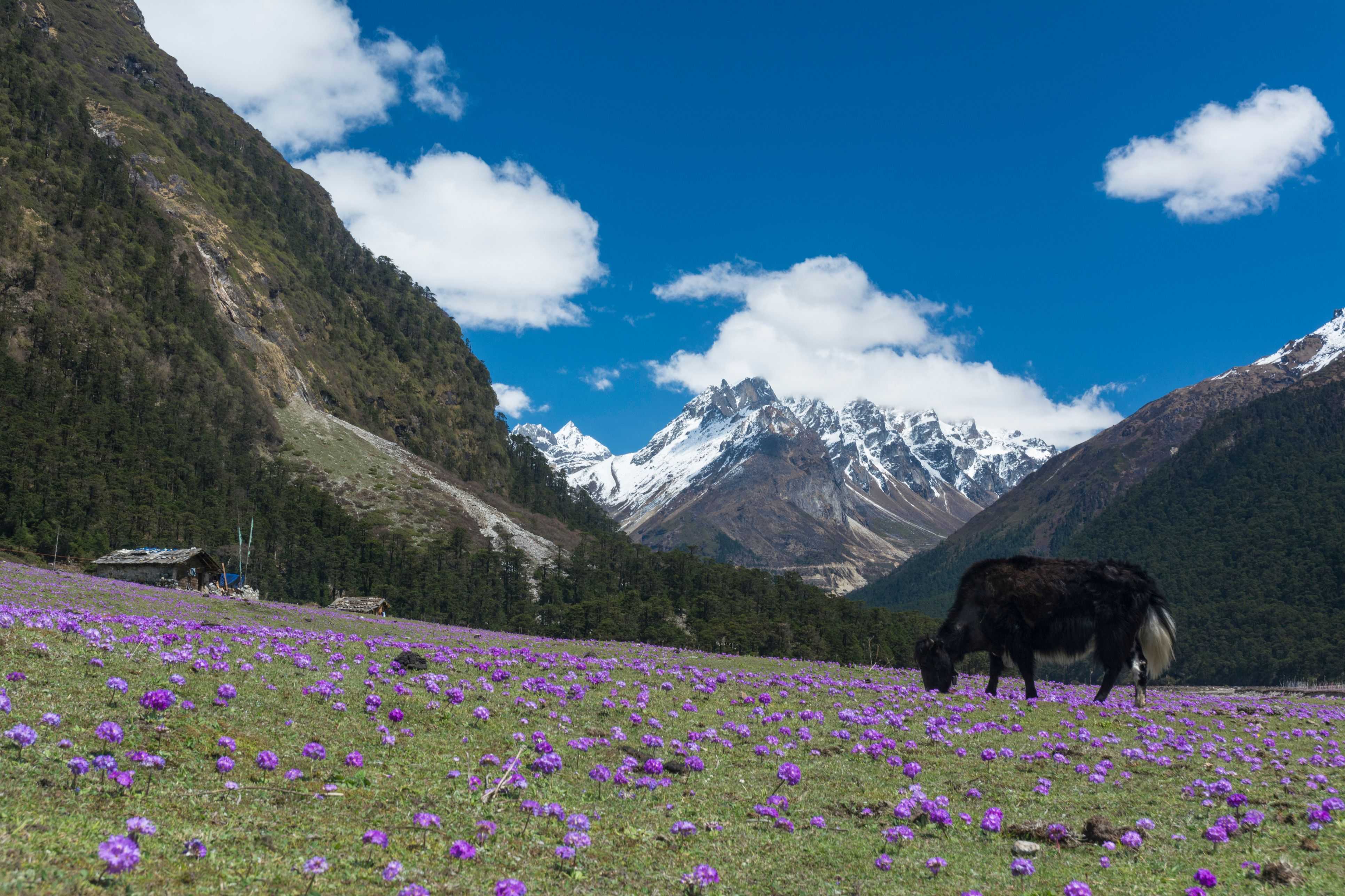 Yumthang Valley, Sikkim