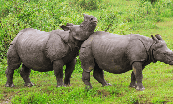 Banner image of Journey to Wild Kaziranga