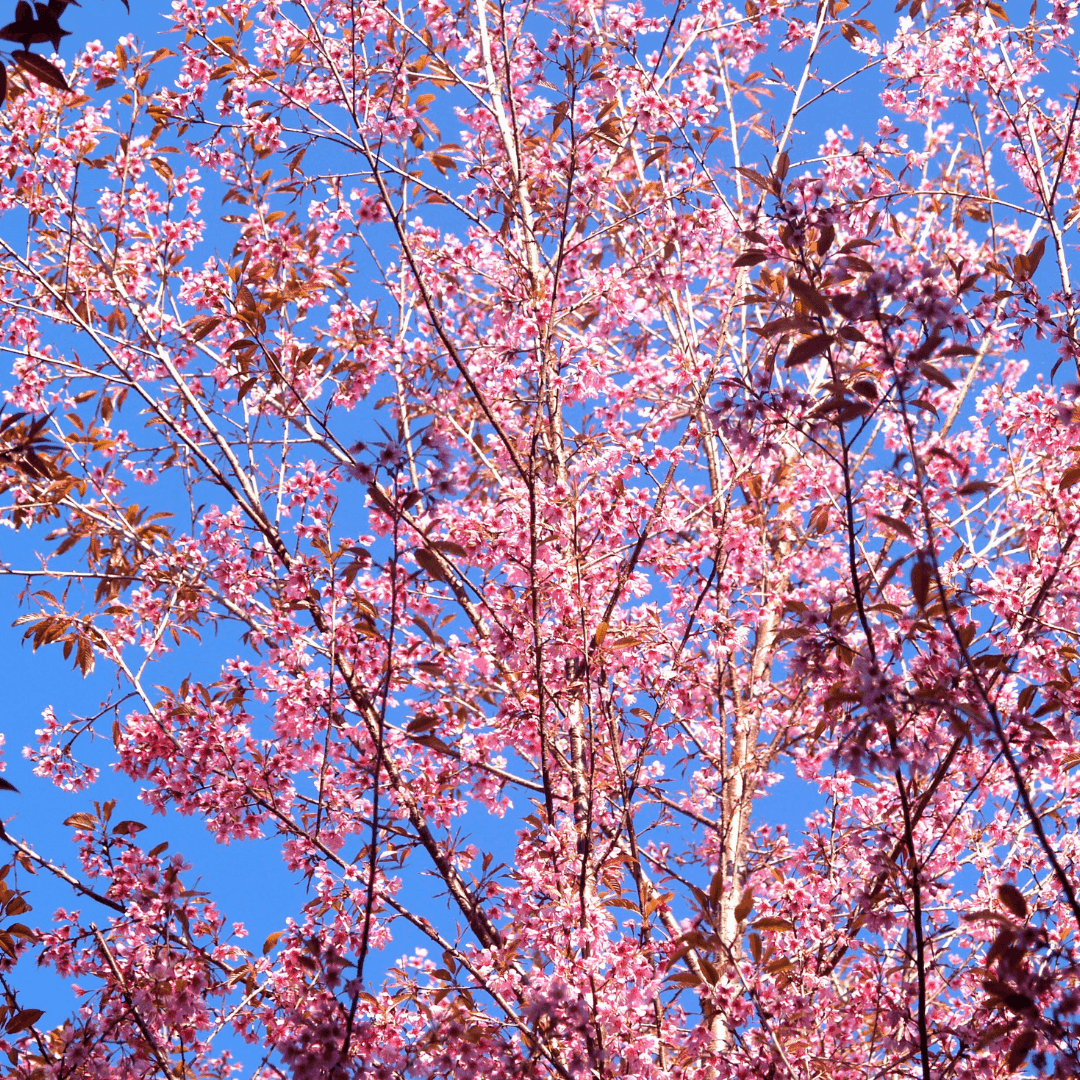 Cherry Blossom
