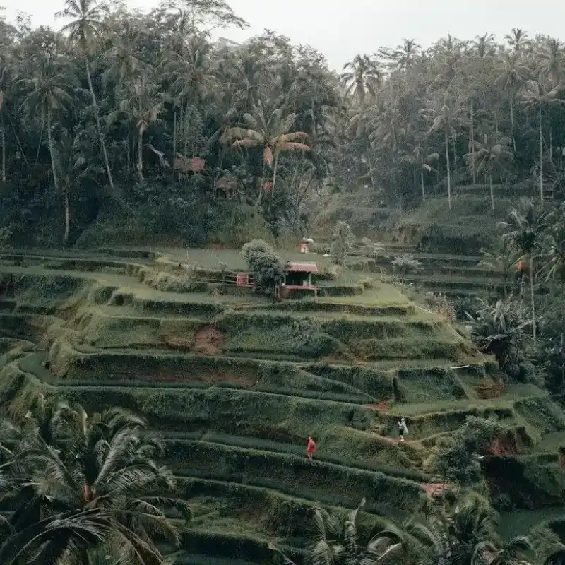 Tegallalang Rice Terrace