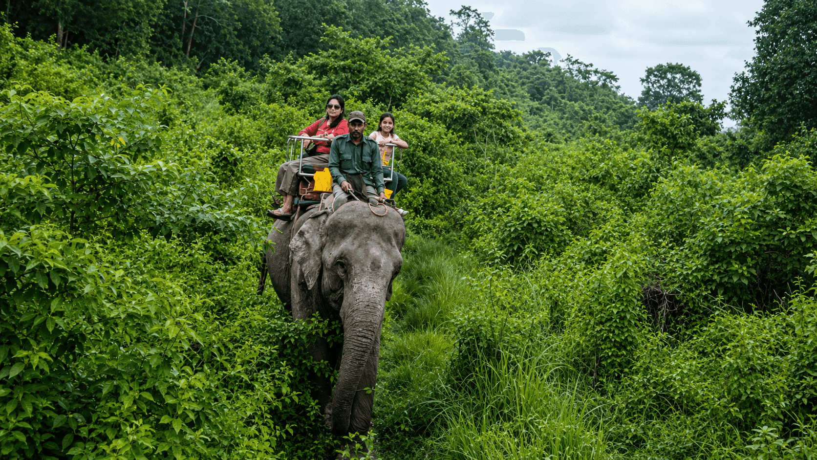 Elephant Safari at Jaldapara National Park