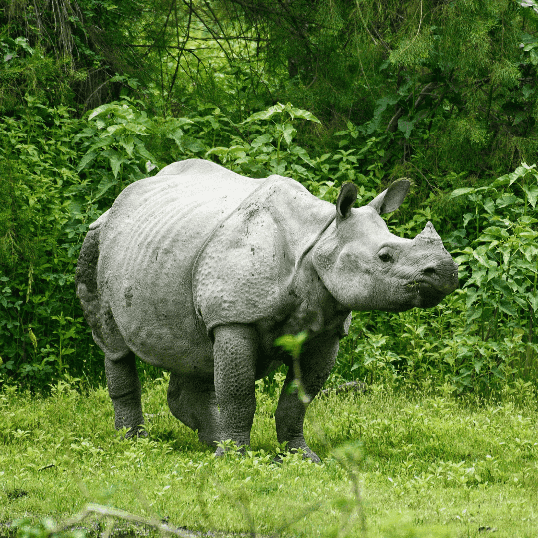 One Horned Rhino Sighting at Jaldapara