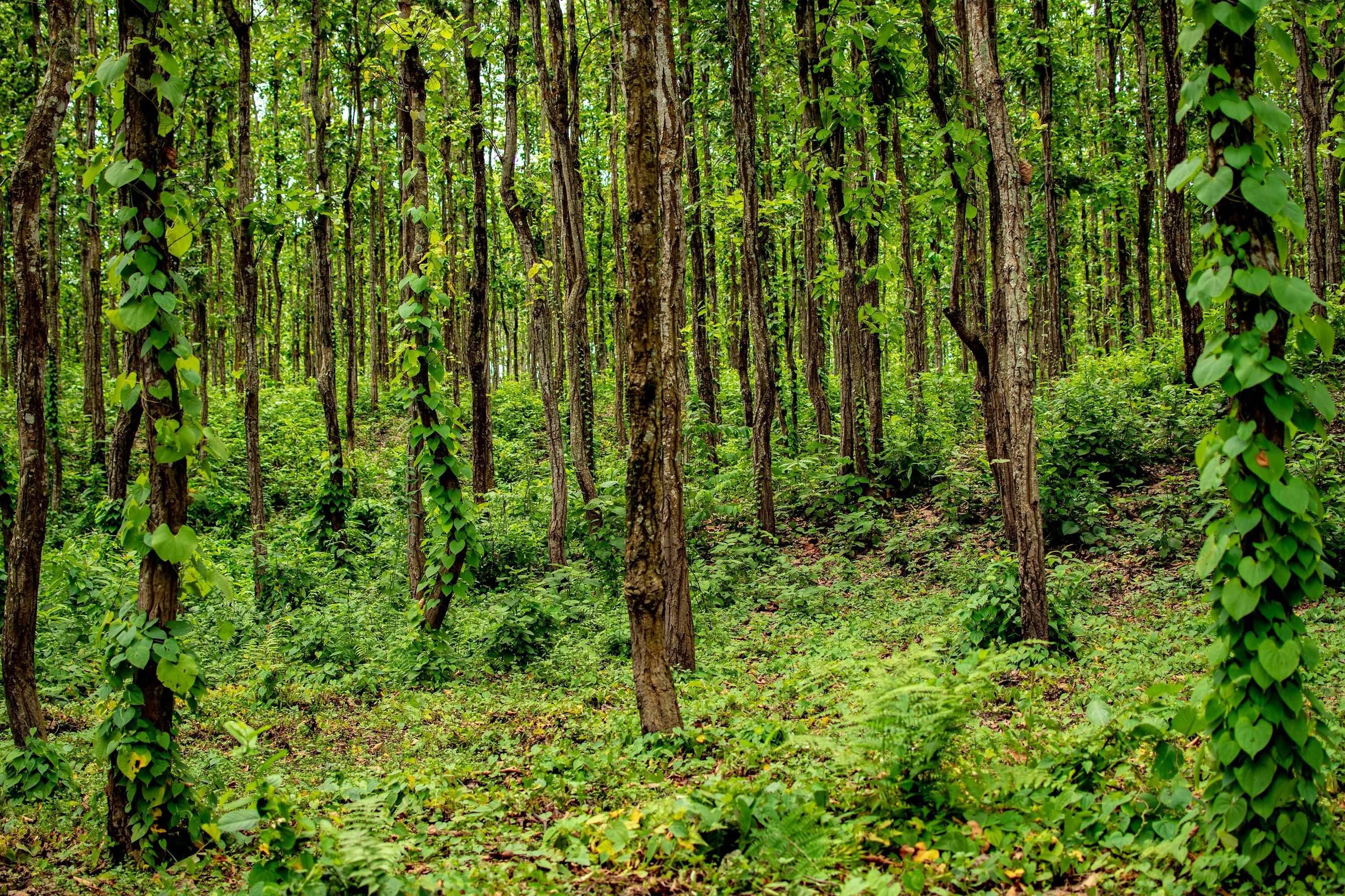 Form area background image