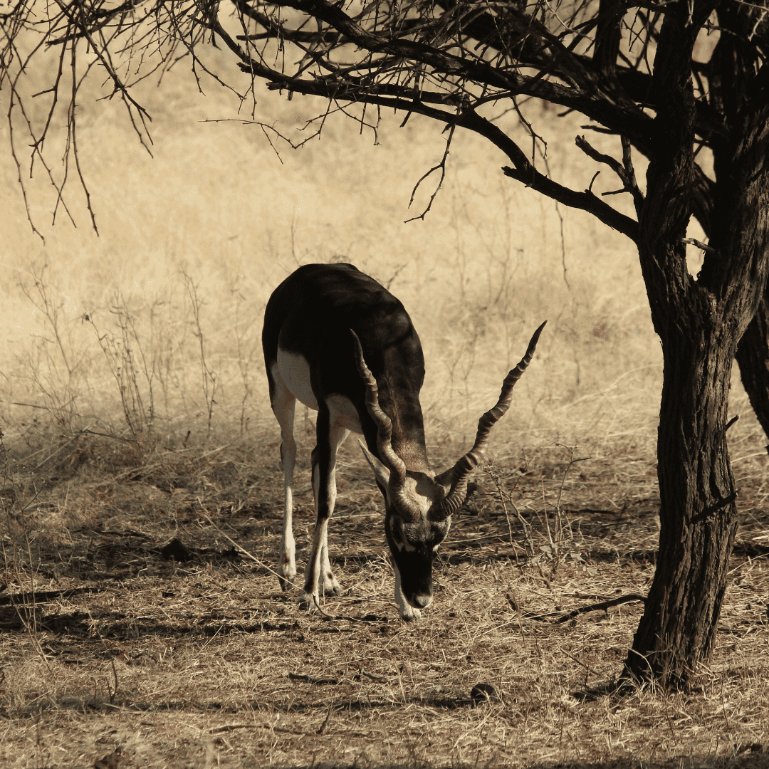 Blackbuck