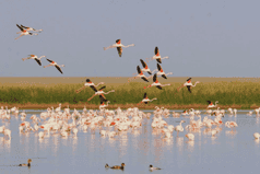 Image for Korgalzhyn Nature Reserve