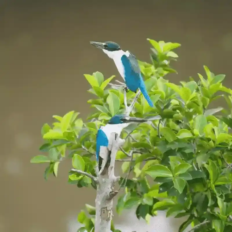 Collared Kingfisher