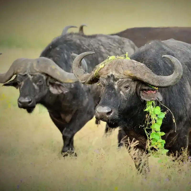 African Cape Buffelo