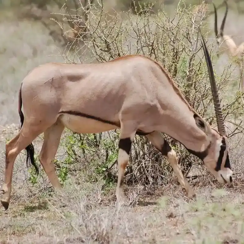 Beisa's Oryx
