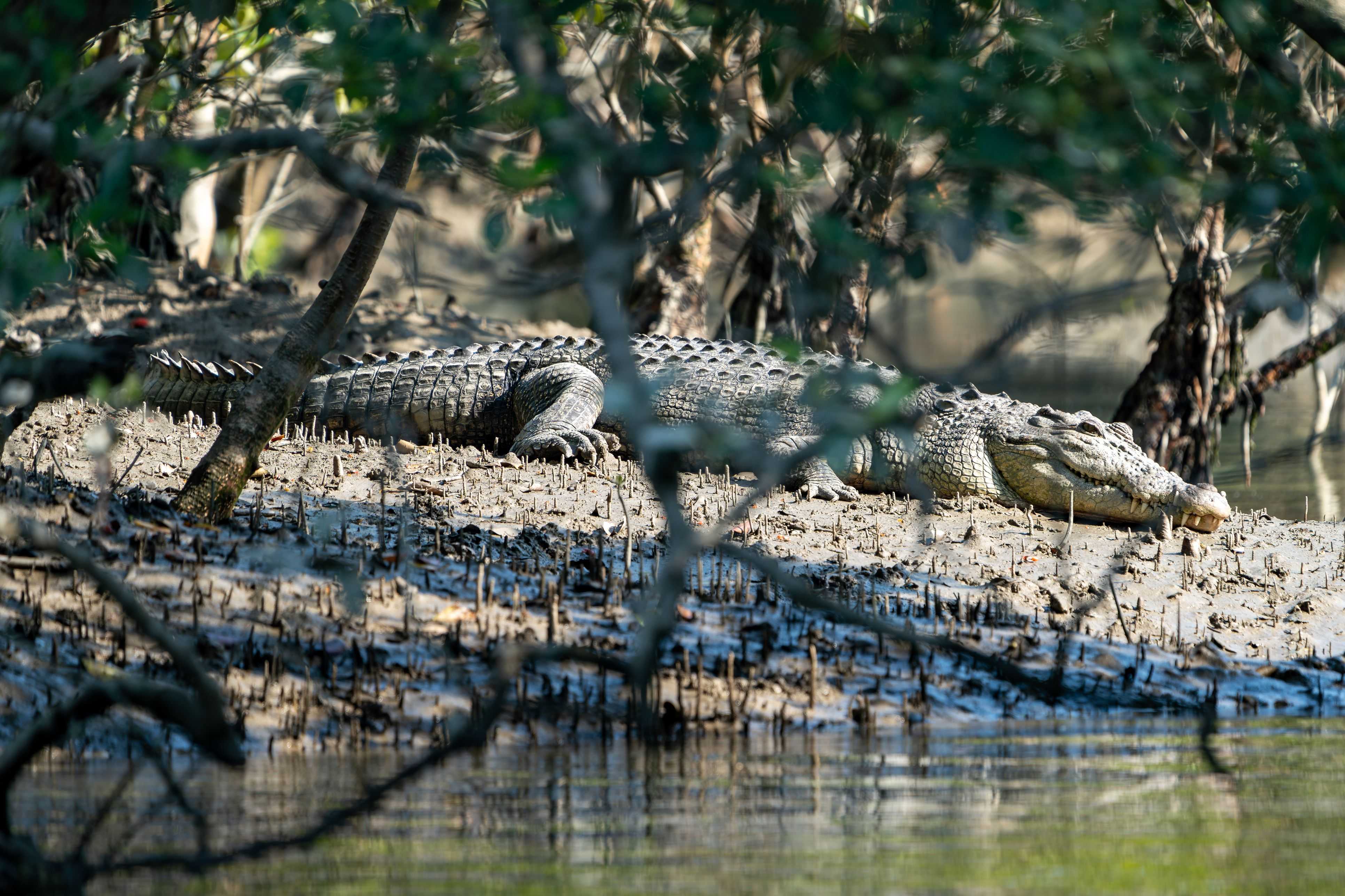 Saltwater Crocodile in Sundarbans