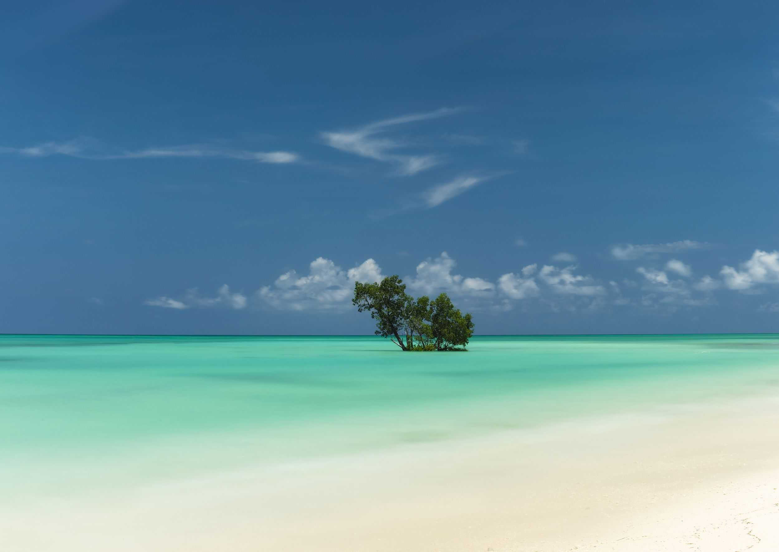 Lonely mangrove tree on turquoise water beach in Andaman Islands