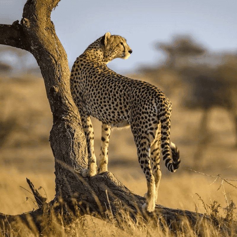 African Cheetah