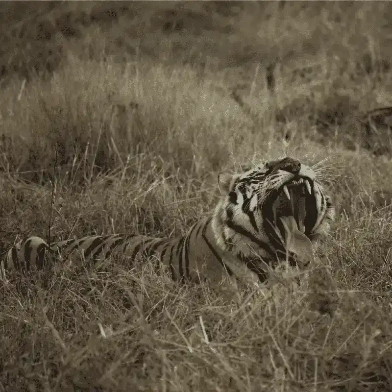 Tiger Roaring At Panna Tiger Reserve