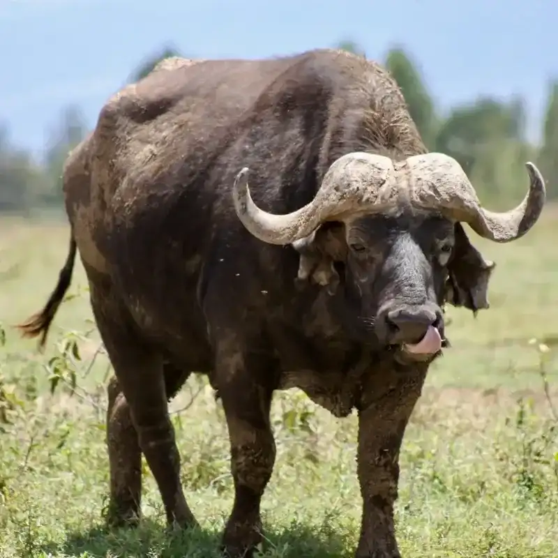 African Cape Buffalo