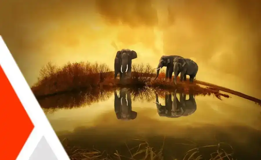 Featured Image for Kenya Safari : Dive Into the Wild