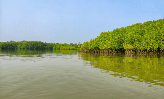 Banner image of Best Things To Do In Sundarban