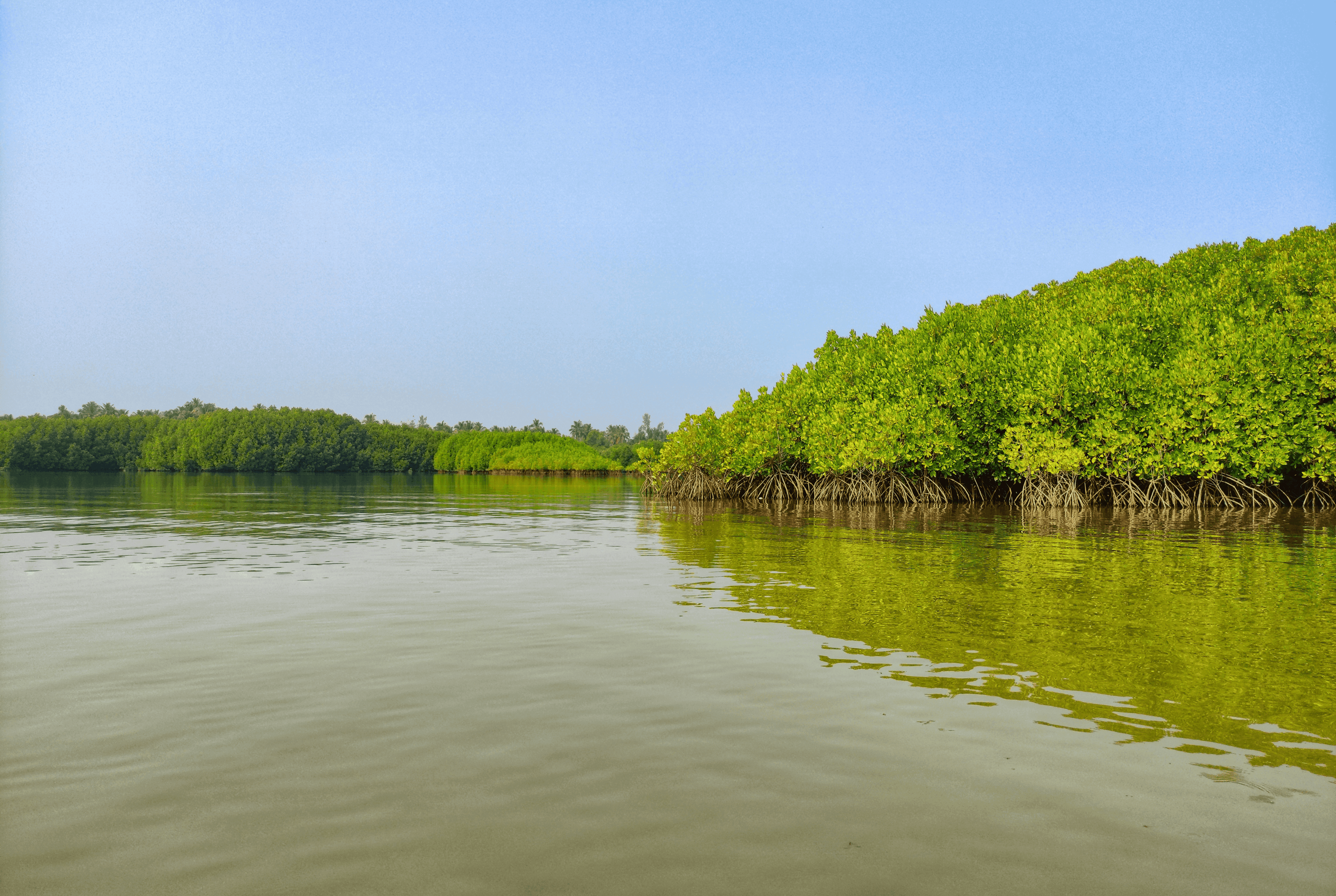Largest Mangrove Forest in the World
