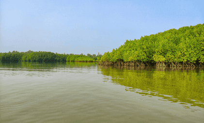 Card image for Best Things To Do In Sundarban