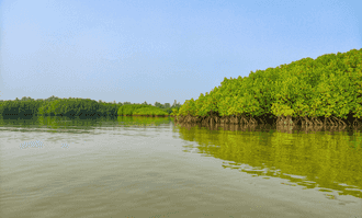 Banner image of Best Things To Do In Sundarban