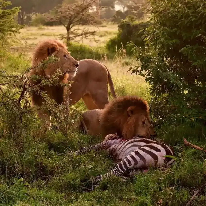 African Lion
