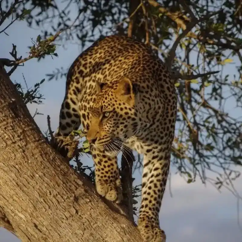 Leopard