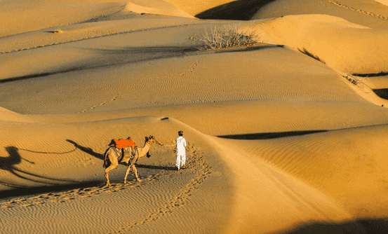 Banner image of Best Things To Do In Rajasthan Tour